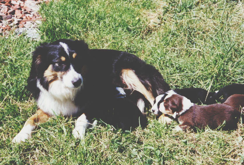 die Hundemutter