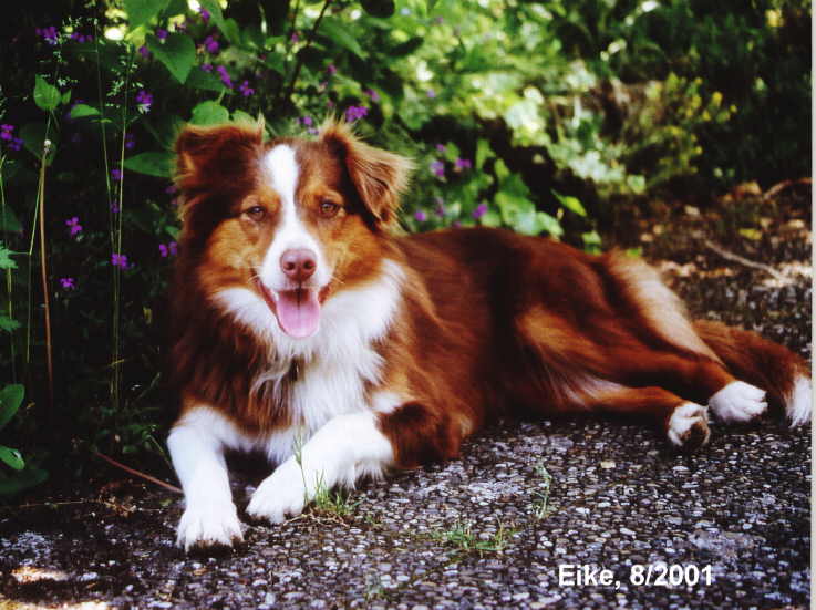 Eike, ca. 1,5 Jahre alt