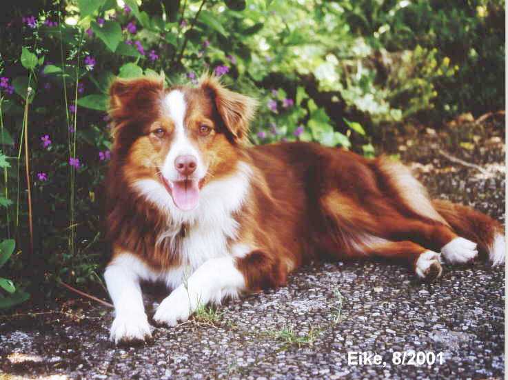 Eike, ca. 1,5 Jahre alt