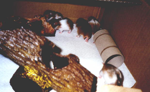Foto Hamster, Seite von Kirsten
