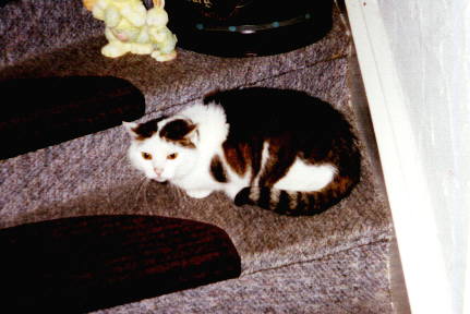 Foto Katze Pussy, Seite von Kirsten