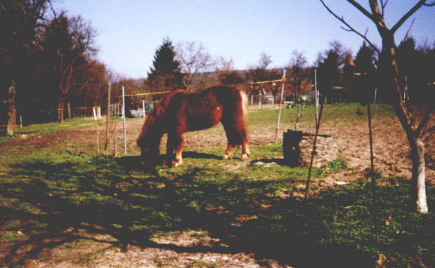 Foto Pferd, Seite von Kirsten