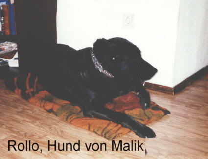 Portrait Hund Rollo