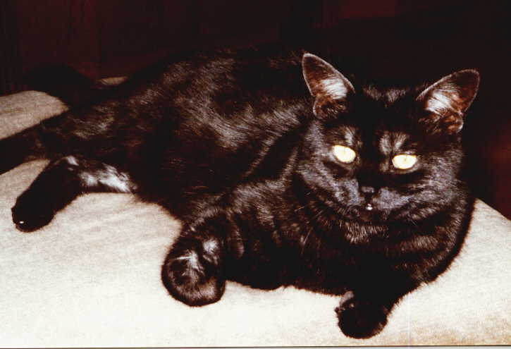 Foto, Katze von Selina