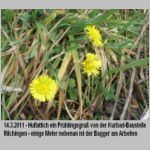 14.3.2011, Bluete Huflattich, Thermalbabaustelle Rilchingen