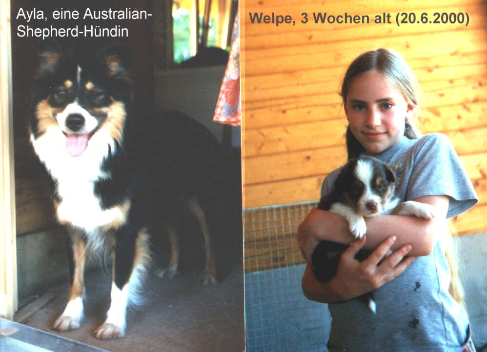 Hündin Ayla, rechts einer der 9 Welpen